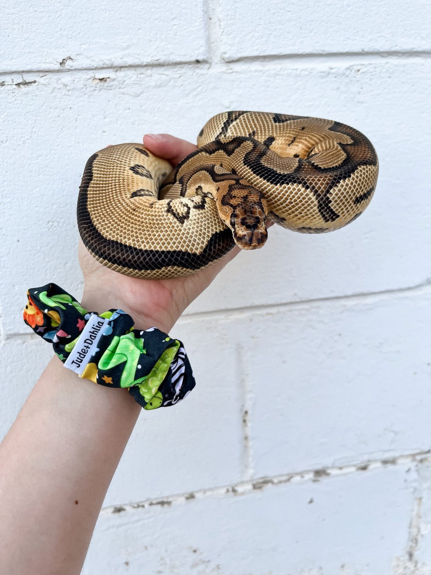 Safari Party Scrunchy
